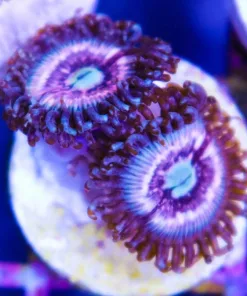 Pink Constellation Zoanthid Frag (Row #5)