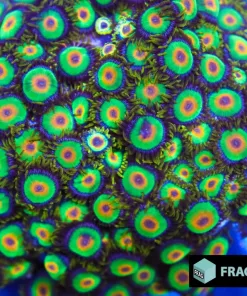 Rasta Zoanthid Frag (Row #5:B)