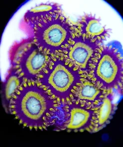 Samurai Hornet Zoanthid Frag (Row #6)