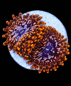 Utter Chaos Zoa Frag (Row #7)