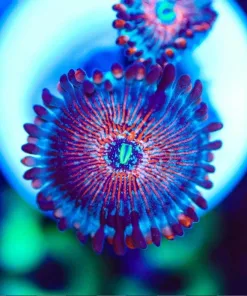Blue Agave Zoanthid Frag (Row #8)