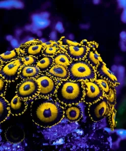 La Lakers Zoanthid Frag (Row #9)