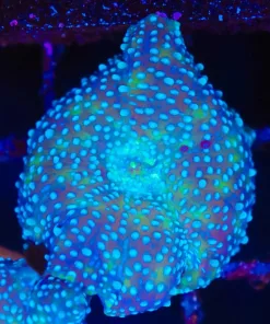 Blue Interstellar Mushroom (Row #96:B)