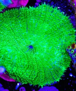 Green Machina Mushroom (Row #99:B)