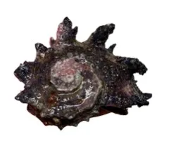 Dragon Thorn Turbo * probably coolest snail ever*