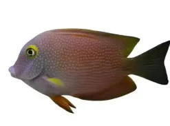 Medium Kole Tang *quarantined * in our sump tanks system for 3 years PICK UP ONLY