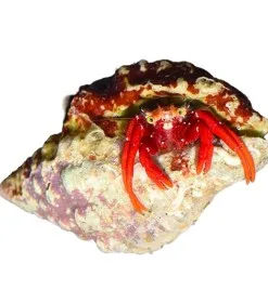 Small Mexican Red Hermit Crabs (in pom pom crab bunker)