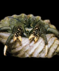 Yellow Tip Black Hermit Crab (in peppermint shrimp bunker)