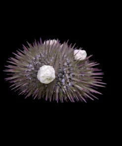 Wysiwyg white pin cushion urchin