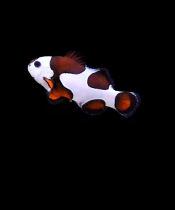 Wysiwyg Orange Storm Panda Clownfish *Free shipping* (Bunker 4)