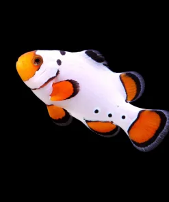 Wysiwyg Frostbite Clownfish *Free shipping* (Bunker 1)