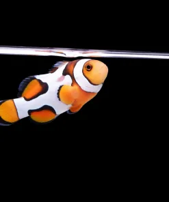 Wysiwyg Snowflake Clownfish *Free shipping* (Bunker 3)