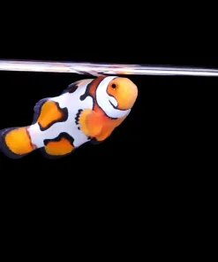 Wysiwyg Snowflake Clownfish *Free shipping* (Bunker 2)