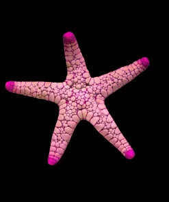 Wysiwyg Volcanoe Starfish (Bunker 2)