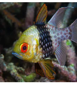 Large Adult Size Pajama Cardinal 3yr in captivity quarantined healthy ! pick up only (MV2)