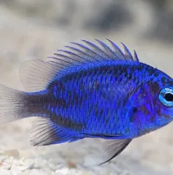 Springer Damsel *quarantined * in our sump tanks system for 3 years PICK UP ONLY