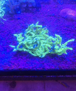 Wysiwyg Large Green Goblin Anacropora Colony *pick up only - please bring bucket to avoid breakage* (FCC Farm Tank)