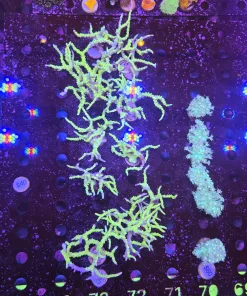 Massive Green Goblin Frag Mini Colony ( pick p only or expect heavy breakage during shipping due to size / fragility) T3 - R73