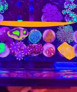 WYsiwyg 20 Piece! Ultimate Frag Pack (FP 20piece) *Max 1 Frag Pack Per Order*