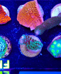 Wysiwyg Frag Pack FP4 (6 piece)