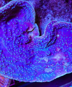 Wysiwyg XXL Pagoda Cup Coral Colony *pick up / please bring bucket*