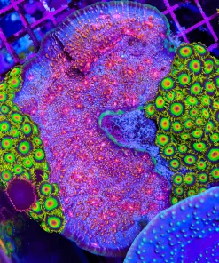 Wysiwyg XL Chalice Coral Colony x 200+ Heads Of Rastas ! *pick up / please bring bucket*