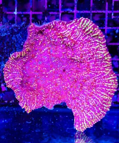 Wysiwyg XL FLamethrower Chalice Cup Coral Colony *pick up / please bring bucket*