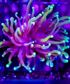 Wysiwyg Small Torch Coral (C1)