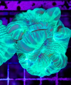 Wysiwyg Green Fox Coral (C100)