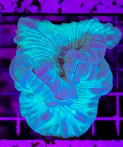 Wysiwyg Fox Coral Blue (C100)