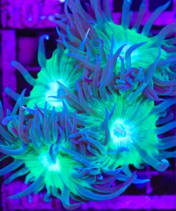 Wysiwyg Duncan Coral Many Heads (C104)