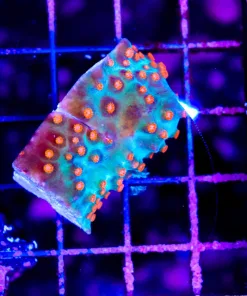 Wysiwyg meteor shower cyphastrea chunk (C106)