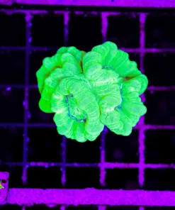 Wysiwyg Trumpet Coral (C108)