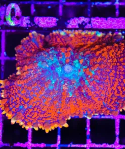 Wysiwyg Massive Rainbow Spiro Mushroom (C109)