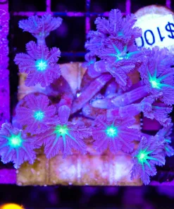 Wysiwyg Mini Clove Polyp Colony (C110)