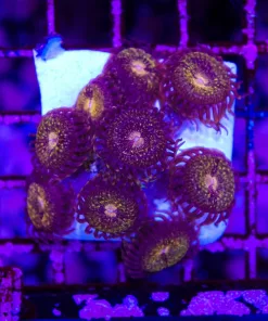 Wysiwyg Pandora Zoanthid Mini COlony (C111)