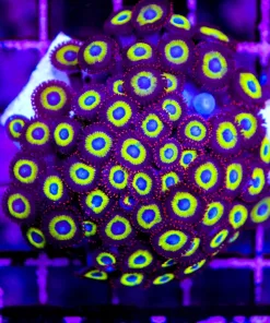 Wysiwyg Belladona Zoanthid Colony (C111)