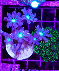 Wysiwyg 2for1 Clove Polyps x Sympodium (C113)