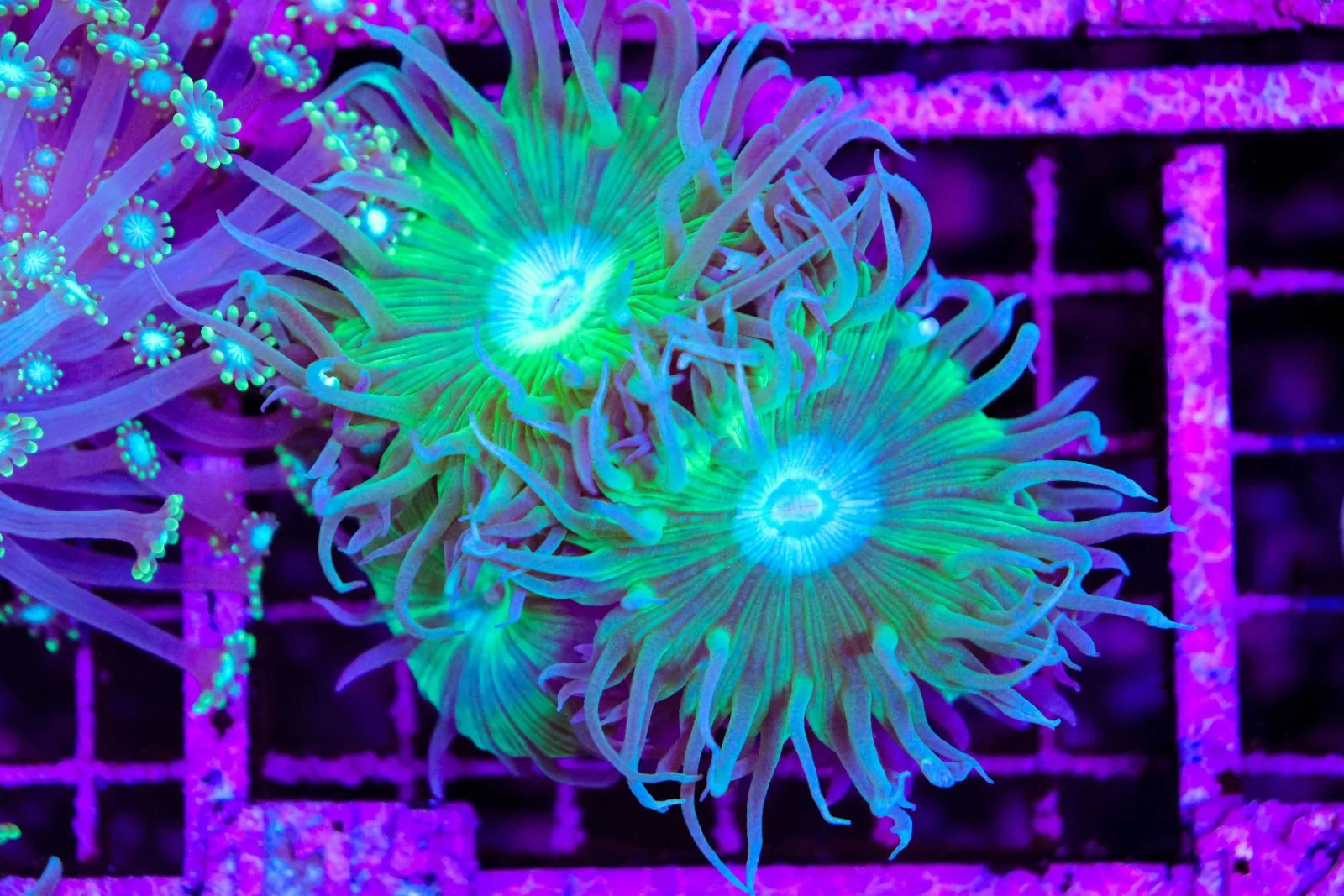 C115