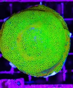 Wysiwyg Rainbow Monitpora Colony Grown From Frag ! (C119)