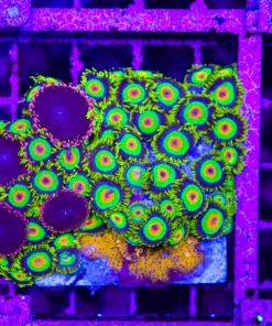 Wysiwyg Rasta Zoanthids Colony (C122)