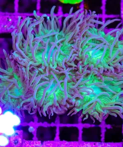 Wysiwyg Duncan Coral Colony (C126)