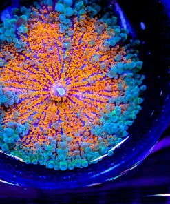 Wysiwyg Massive Yuma Coral *from March's display tank* (C141)