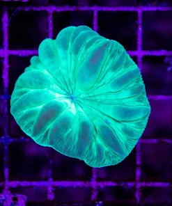 Wysiwyg SMall Fox Coral Frag (C142)