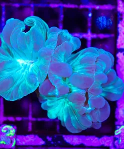 Wysiwyg Blue For Coral (C143)