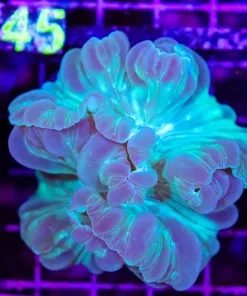 Wysiwyg Blue For Coral (C144)