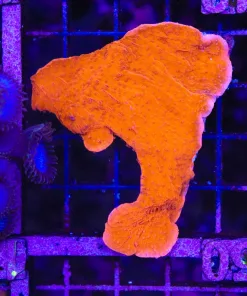 Wysiwyg Large Red Monticap Frag / Mini Colony (C149)