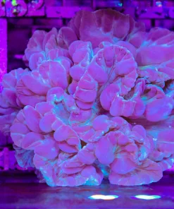 Wysiwyg Large Fox Coral*GROWN FROM FRAG!* March'sprivate coral stash (C151)