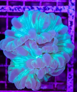 Wysiwyg Blue For Coral (C154)