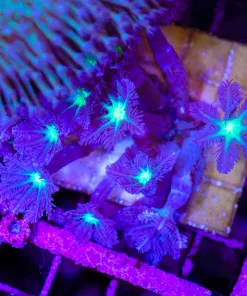 Wysiwyg Clove Polyp Mini Colony (C158)